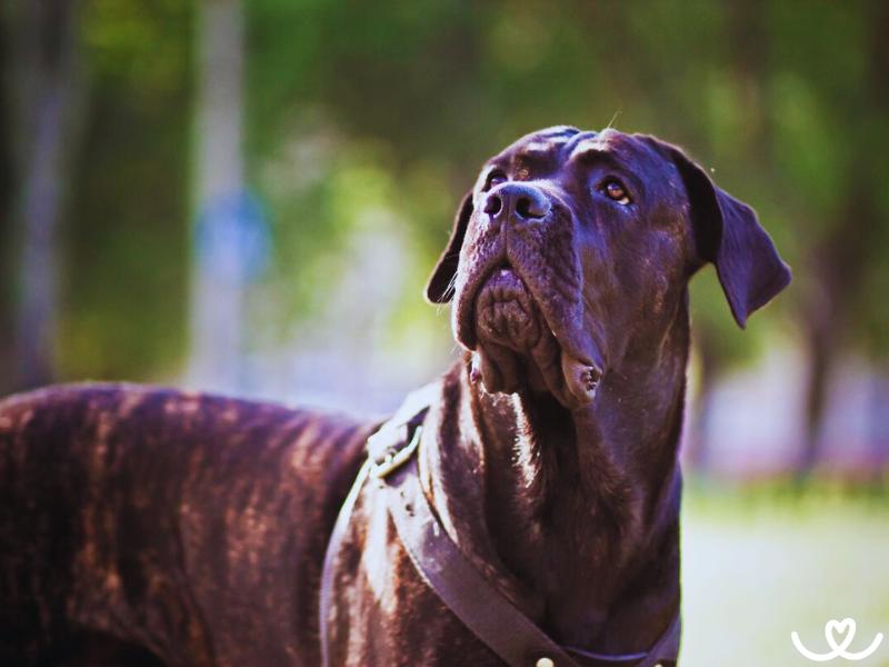 Psi-plemeno-cane-corso (2)